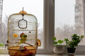 Auf welche Hauptmerkmale sollte man bei einem Vogelkäfig achten?