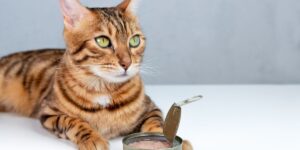 So halten Sie Ihre Wohnungskatze aktiv und engagiert