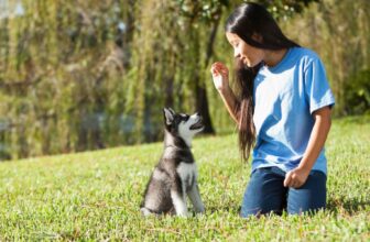 Was sind die besten Methoden für die Erziehung Ihres neuen Welpen?