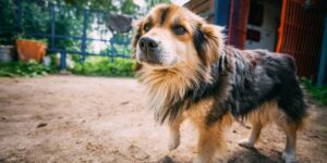 So wählen Sie das richtige Spielzeug für die Rasse und Größe Ihres Hundes aus