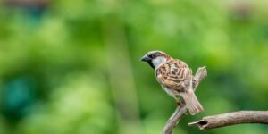 Wie können Sie eine anregende Umgebung für Ihren Vogel schaffen?